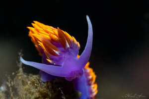 Spanish Shawl Nudibranch by Matthew Fischbach 